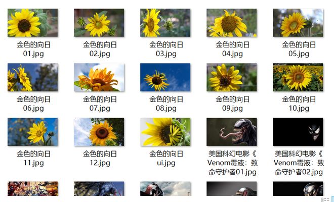 三色堇 视频截图