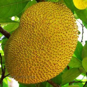 僵屍少女 视频截图