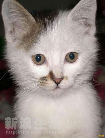 上海正午（國語版） 视频截图