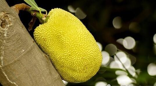 三色堇 视频截图