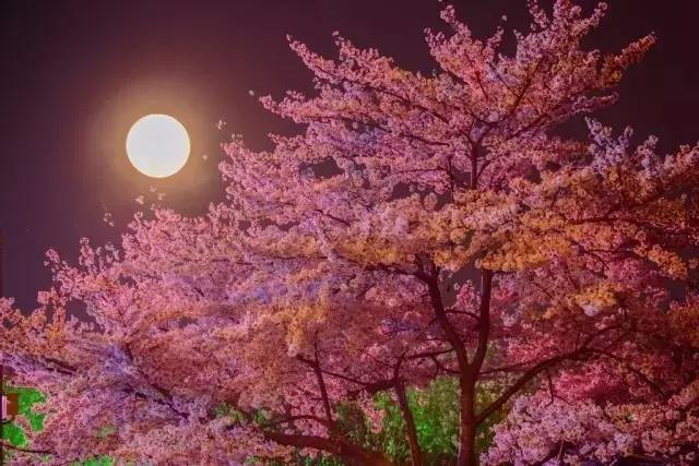 叢林大營救 产品图片