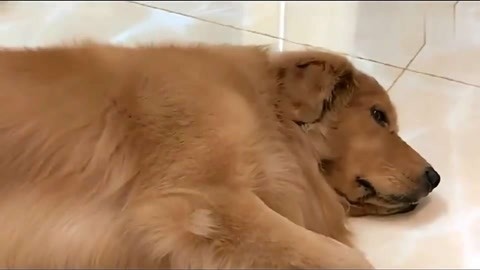 偷神家族 视频截图