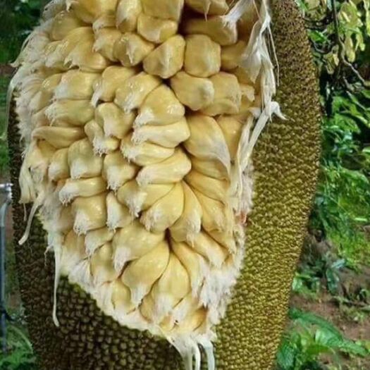 東京暴族 视频截图