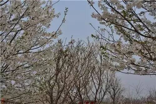 軍火廠 视频截图