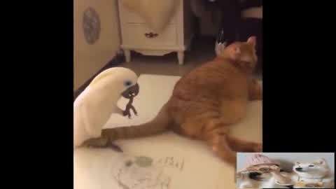 醜人兒 视频截图