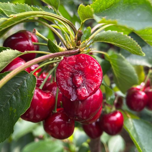 不再欺騙 视频截图