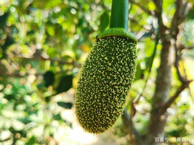 僵屍高校4：吸血鬼黎明 视频截图