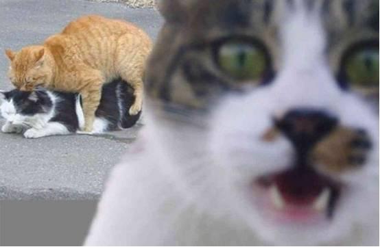 東陵盜寶之徐公館詭事 视频截图