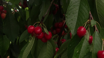 僵屍新娘 视频截图