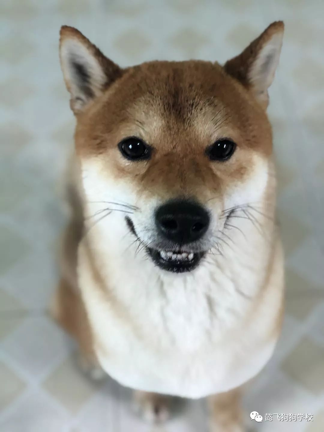 丘吉爾的秘密 视频截图