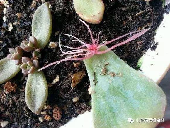 假麵騎士帝騎 全騎士對戰大修卡 视频截图