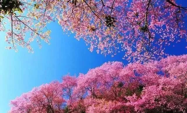 兒子的大玩偶 视频截图