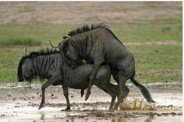 僵屍怕怕 视频截图