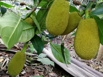 三心兩意 视频截图