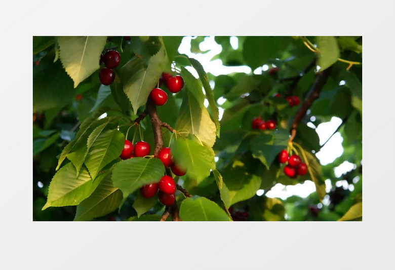 不存在的女兒 视频截图