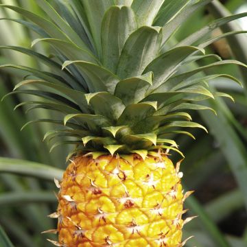 不為人知的故事 视频截图