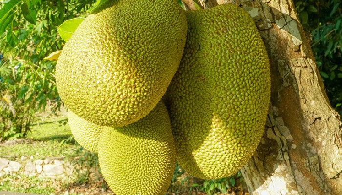 三麵娜迦2 视频截图