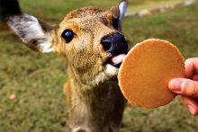 三日刺殺 视频截图