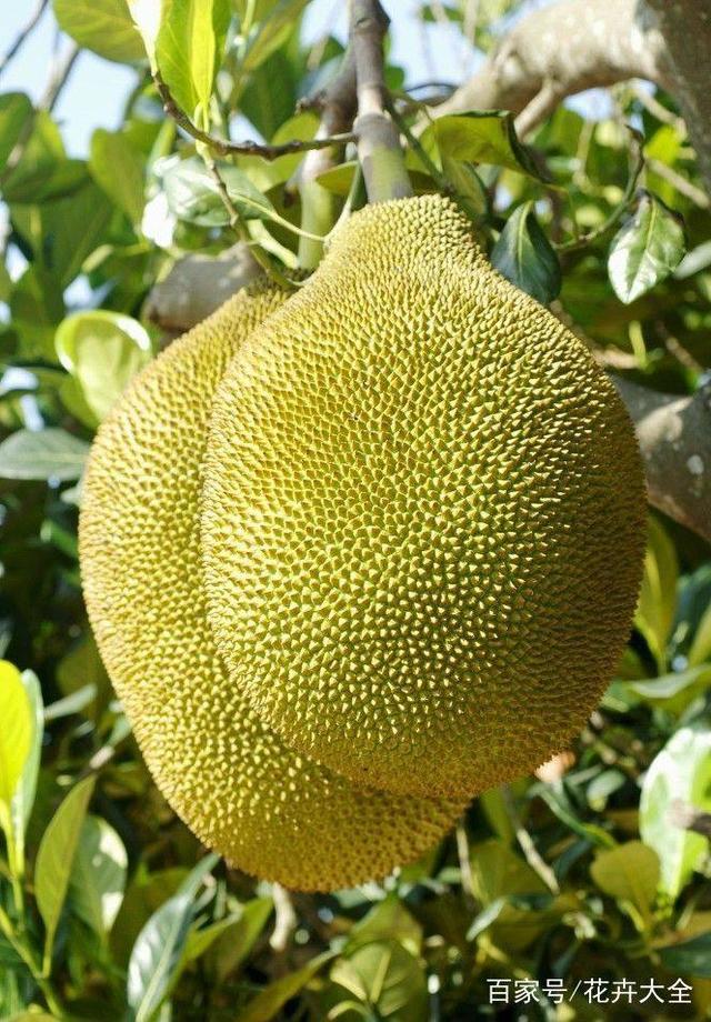 絲路花雨 视频截图