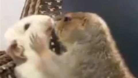 冰風暴 视频截图