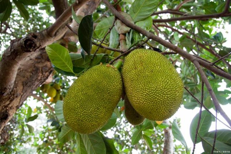 東北告別天團 视频截图