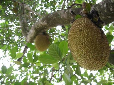 上海灘老大 产品图片