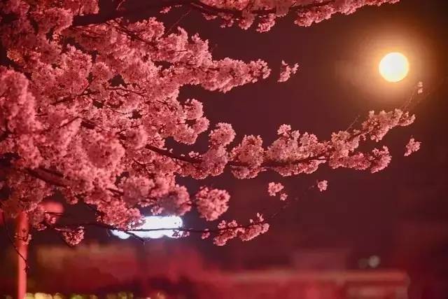 兄妹探寶 产品图片