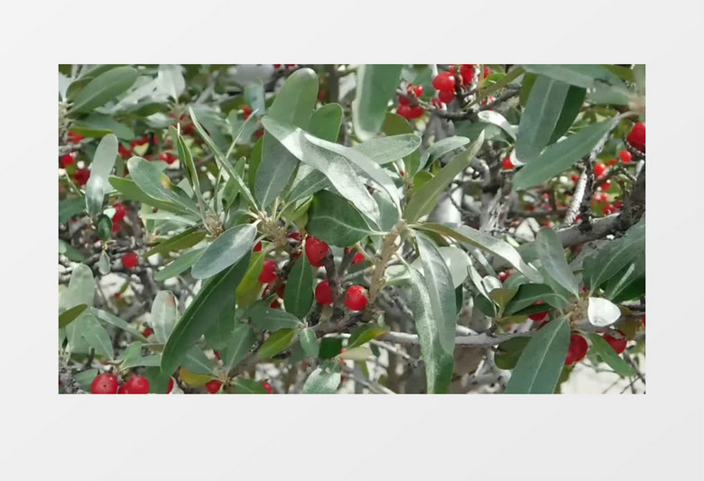 萬魂鏡之誅魔記 视频截图