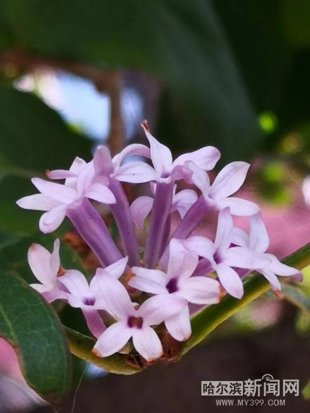 不期而遇 产品图片