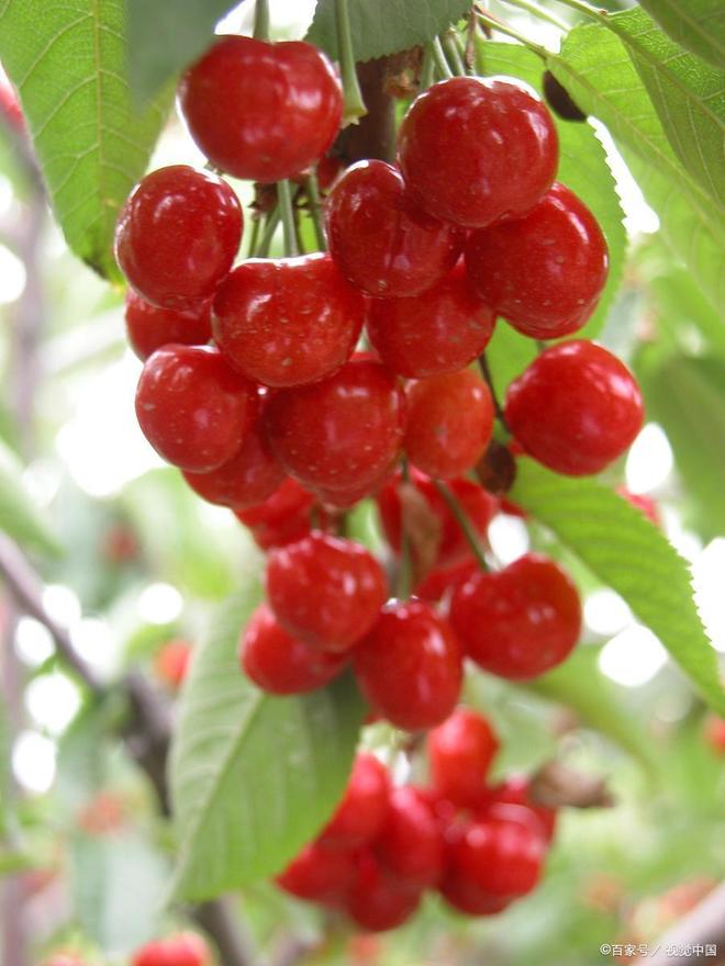 不請自來 视频截图