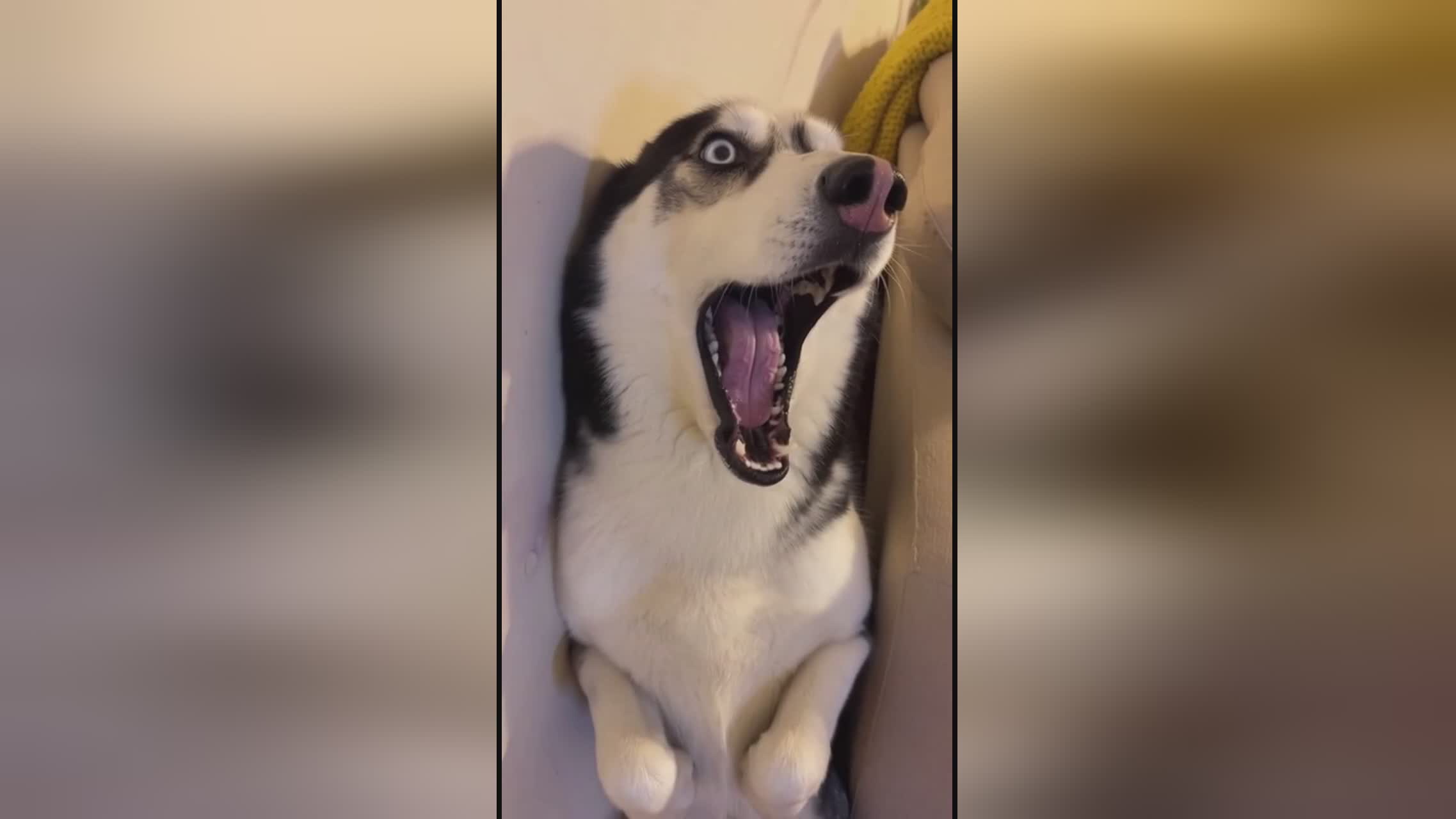 世界大戰：輻射 视频截图