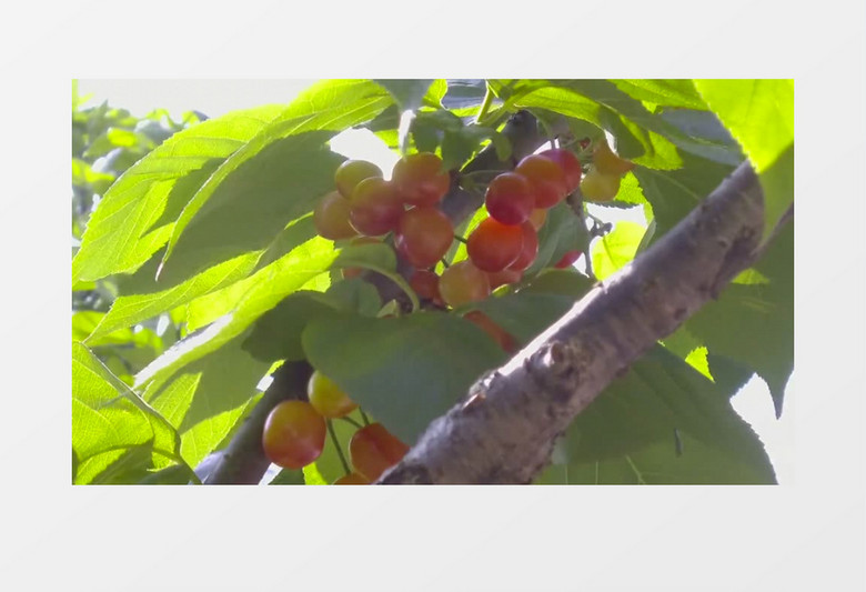 不同星球的奇怪戀人 视频截图