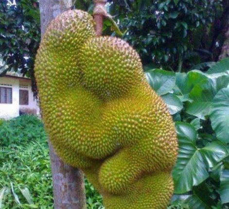 三個魯伯特 产品图片