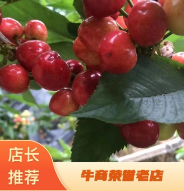 與恐龍同行 视频截图