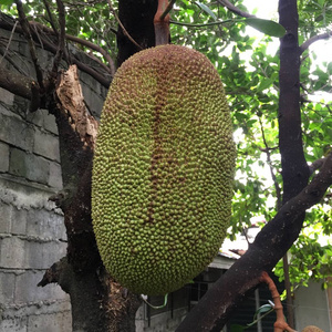 上位風播 视频截图