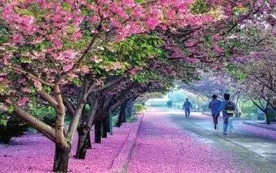 三審奇石 视频截图