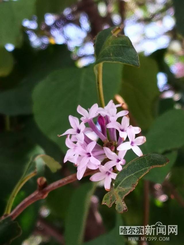 三隻盲鼠 Three Blind Mice 视频截图