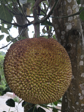 三傻鬧地球 视频截图