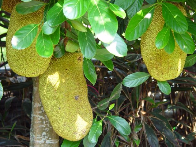 東邪西毒（粵語版） 产品图片