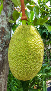 凶火 （國語版）