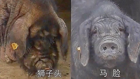 醜陋的真相 视频截图